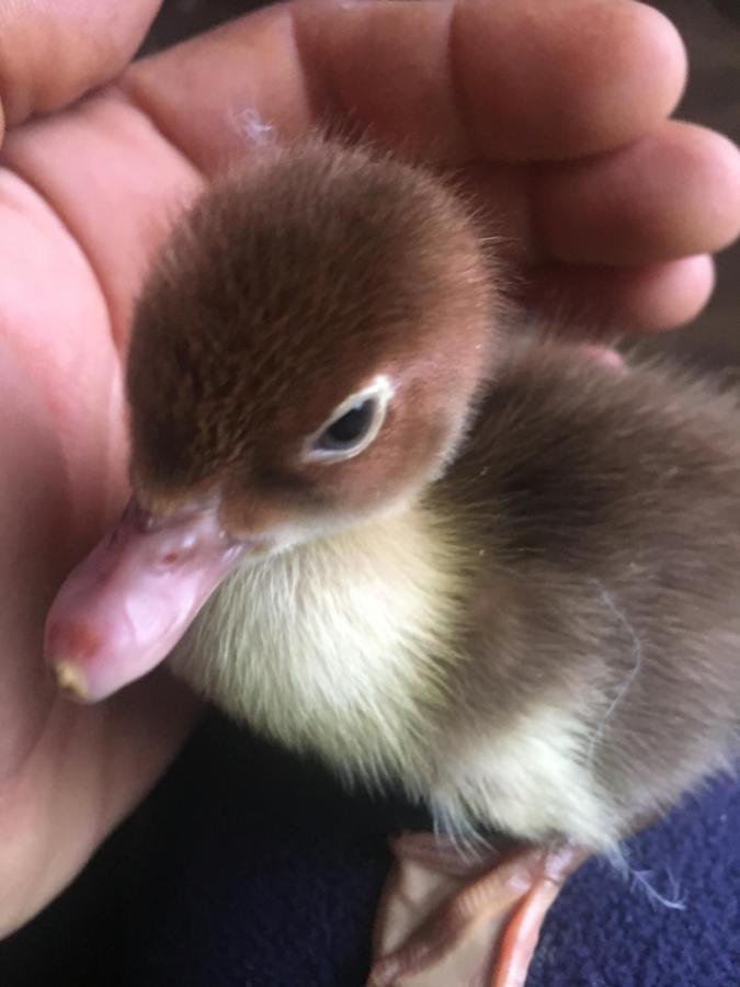 Come Una Volta Farm Brozolo Buitenkant foto