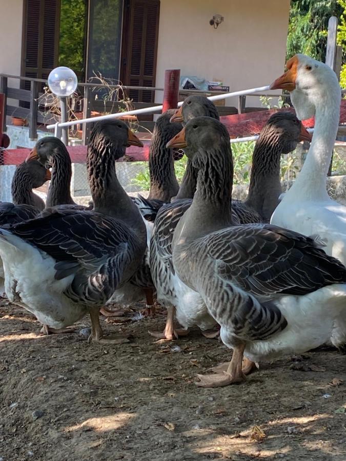 Come Una Volta Farm Brozolo Buitenkant foto