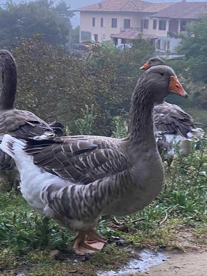 Come Una Volta Farm Brozolo Buitenkant foto